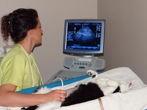 Echographie clinique vétérinaire prés de la Tour du Pin